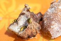 Wasps eats fried meat. Food waste and insects