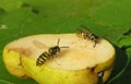 Wasps eats pear, closeup Royalty Free Stock Photo