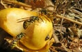Wasps eats pear, closeup Royalty Free Stock Photo