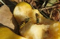 Wasps eats pear, closeup Royalty Free Stock Photo