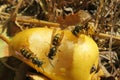 Wasps eats pear, closeup Royalty Free Stock Photo