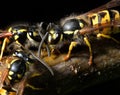 Wasps feeding on syrup on branch meant for butterflies.