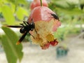 water guava and wasps