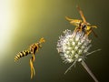 Wasps fly around flower. Predatory wasps Royalty Free Stock Photo