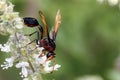 Wasps are flying insects that are easily recognized because they are known to sting when disturbed and their color is striking in