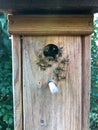 Wasps have adopted a birdhouse as their home