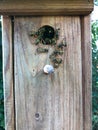 Wasps have adopted a birdhouse as their home