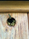 Wasps have adopted a birdhouse as their home