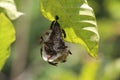 Wasps that have build their nest under a small leave