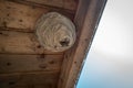 Wasps have built a large wasp nest under a wooden roof