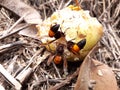 Wasps have come to collect their food from ripe fruit