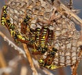 Wasps inside its nest Royalty Free Stock Photo