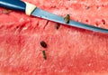 Wasps and knife on watermelon Royalty Free Stock Photo