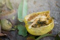 Wasps and ladybug eat fallen yellow apple. Dry apple on the ground