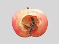 Wasps are a lingering apple. Royalty Free Stock Photo