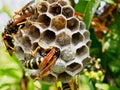 Wasps Tending Nest With Maturing Larvae Visible in One Open Cell