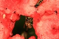 Wasps on a melon - distraction food