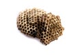 Wasps nest Royalty Free Stock Photo