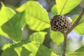 Wasps` nest on the branches of the tree.