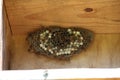Wasps nest Royalty Free Stock Photo