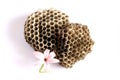 Wasps nest with a flower Royalty Free Stock Photo