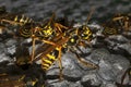 Wasps on the nest in the form of honeycombs