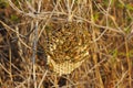 Wasps nest in the grass