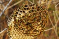 Wasps nest in the grass