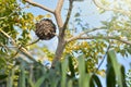 Wasps nest