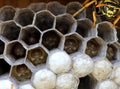 Wasps nest with larva