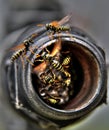 Wasps nest Royalty Free Stock Photo