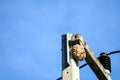 Wasps nest on top of the electric pole to avoid interference from other animals