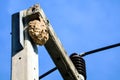 Wasps nest on top of the electric pole to avoid interference from other animals