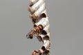 Wasps on the nest Royalty Free Stock Photo