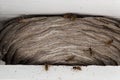 Wasps nest among white wood beams in the roof of a house.