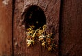 Wasps nest in the wood hole