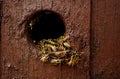 Wasps nest in the wood hole - aggressive wasps going out and in from the nest