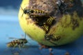 Wasps on a pear