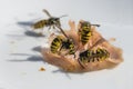 Wasps on a piece of ham on a white plate, in late summer the insects can become nuisance and dangerous for allergic persons when