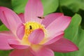 Wasps on Pink Lotus Flower