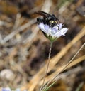 wasps with poisonous sting called scoliidae orscolia hirta or V