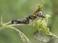 Wasps - Polistes biglumis