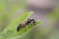 Wasps - Polistes biglumis