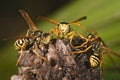 Wasps (Polistes bischoff)