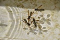 Wasps Polistes drink water