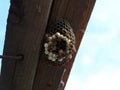 Wasps are polys, nest wasps on board under the roof Royalty Free Stock Photo