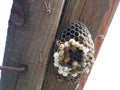Wasps are polys, nest wasps on board under the roof Royalty Free Stock Photo