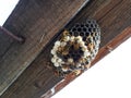 Wasps are polys, nest wasps on board under the roof Royalty Free Stock Photo