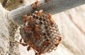 Wasps standing there in the wasp's nest. The yellow-lined paper wasp Royalty Free Stock Photo