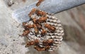 Wasps standing there in the wasp's nest. The yellow-lined paper wasp Royalty Free Stock Photo